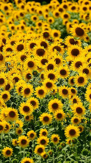 ������ ������� ���� ����